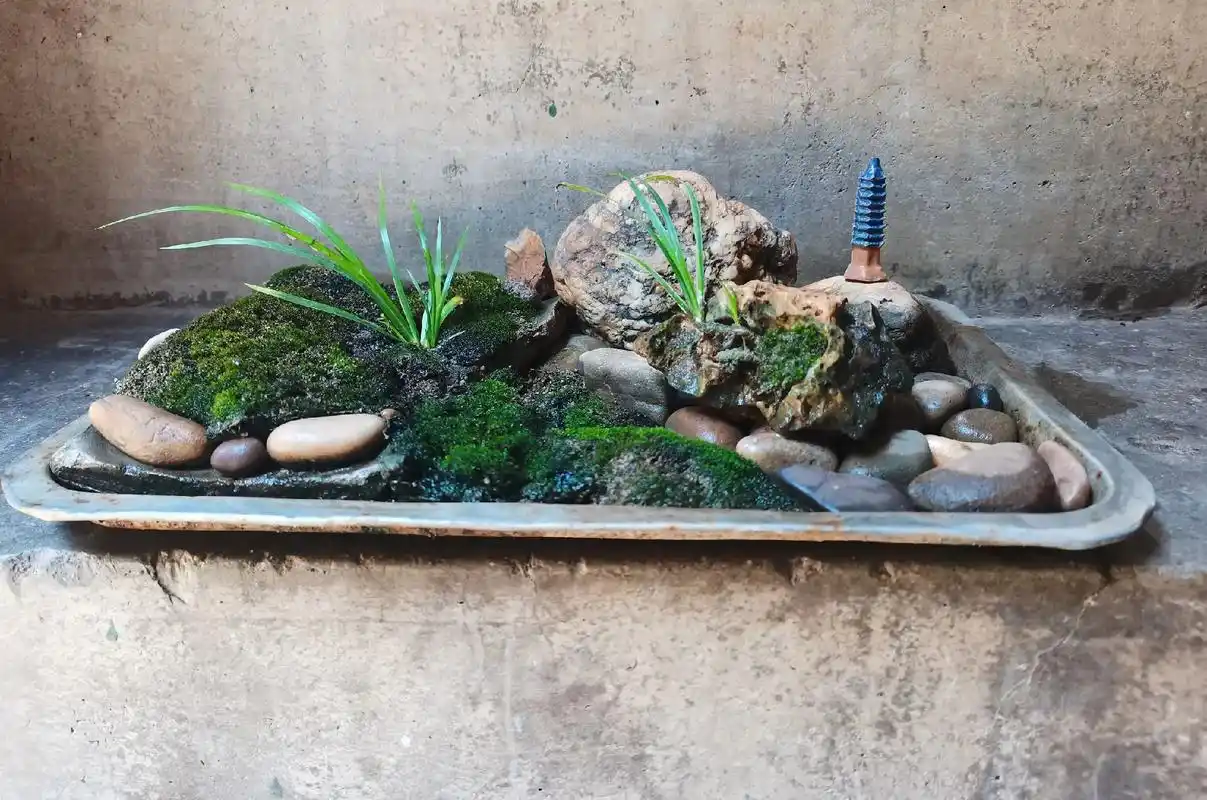 植物造景微景观 :苔藓,菖蒲,石头三合一 - 抖音