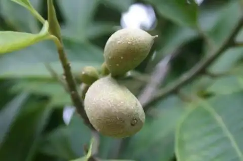 白兰花树结果了,你见过吗?