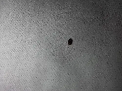 家里床上突然有了小黑虫子,芝麻大小,椭圆型,硬壳的.