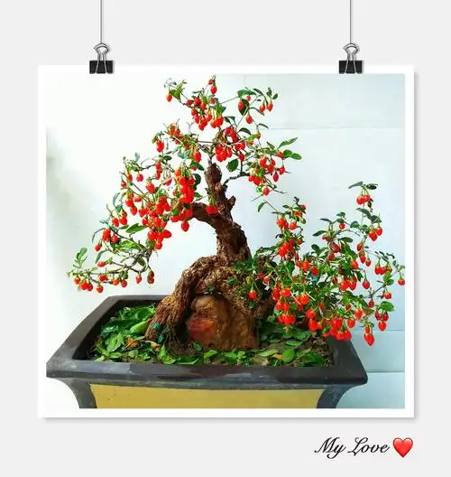 想要养出精品枸杞盆景吗?"养枸大法"看一下