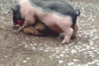 猪搞笑图片大全笑死人动态 猪搞笑图片大全笑死人动态表情包