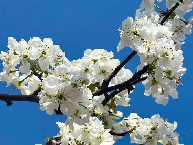 成簇层层叠叠那盛开的梨花