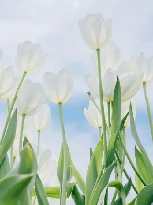 春游季##春日郁金香壁纸上新