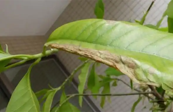 白玉兰的栽培方法和病害防治