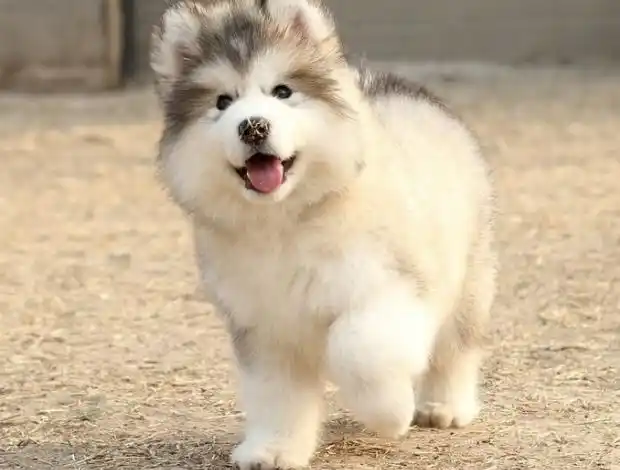 广州哪里有阿拉斯加犬出售 广州阿拉斯加犬一只多少钱 铃铛犬舍