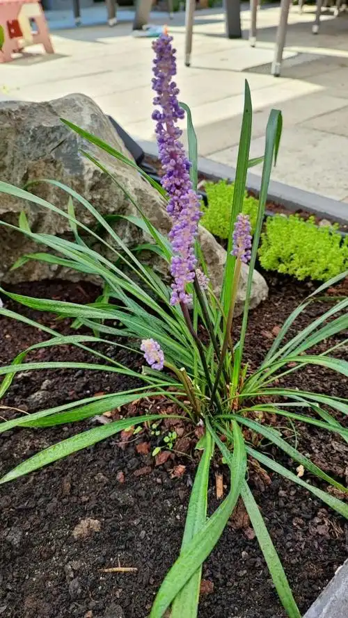 山麦冬这样的花什么时候剪比较好