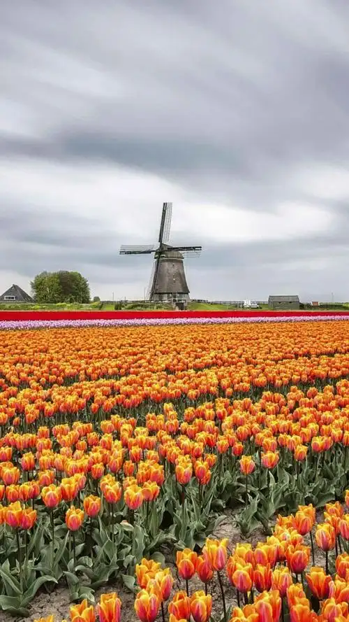 郁金香花海,锁屏图片,高清手机壁纸,风景-回车桌面