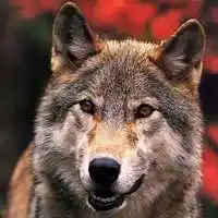 动物狼头像图片大全_微信头像图片大全