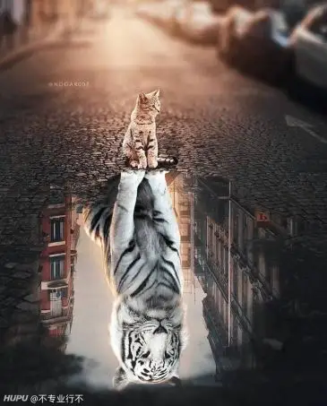 老哥们,求一张猫在水中的倒影是老虎的照片