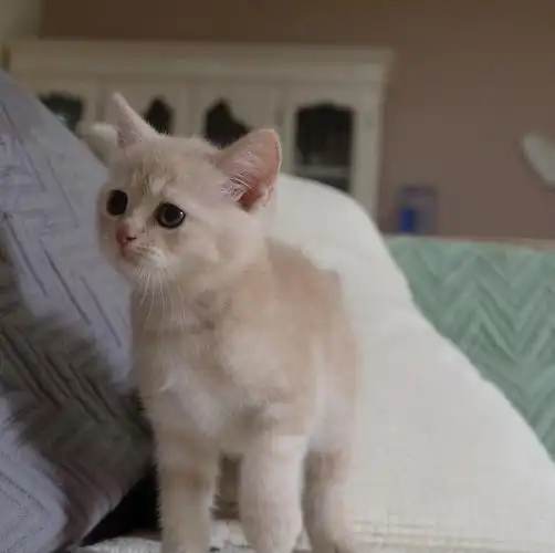 北京家养英短乳色凯米尔色妹妹找新家