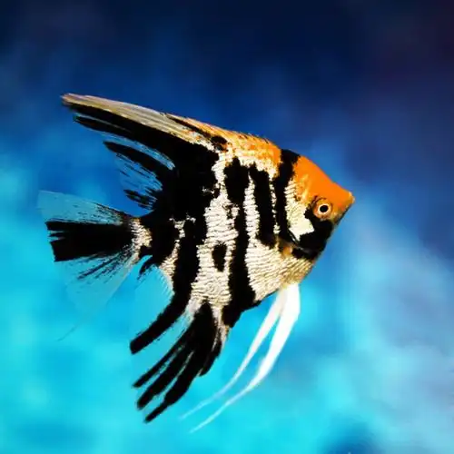 神仙仙鱼三色活体红头燕鱼鱼