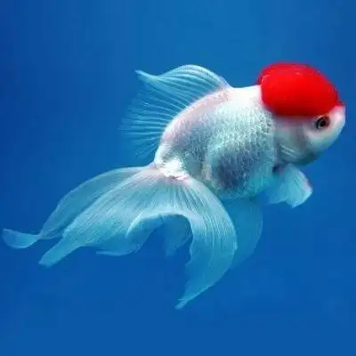 观赏鱼活体 淡水冷水