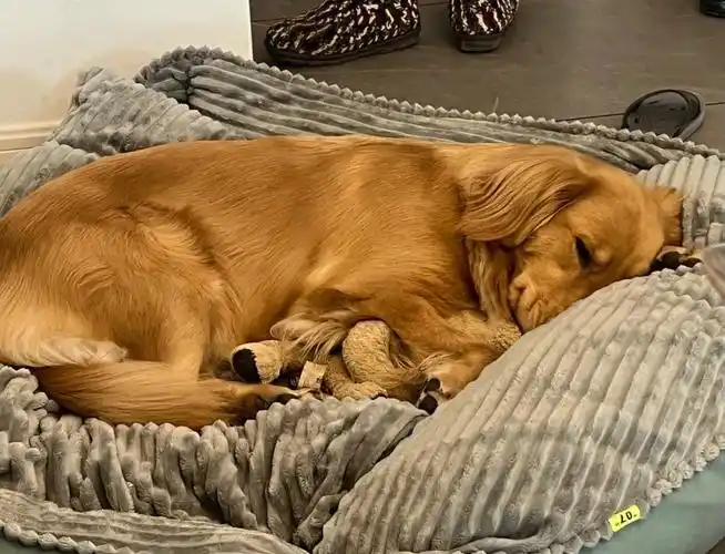 但是睡觉的时候还是会抱着自己的娃娃,果然还是女孩子#金毛  #金毛