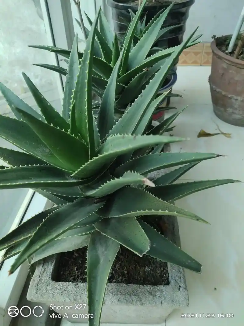 知道我为什么喜欢养带刺的植物吗?