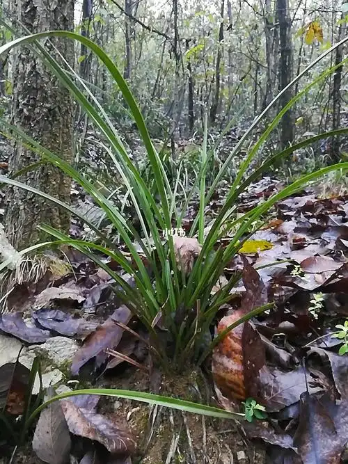 看看野生兰花的生长环境对养兰可能会有帮助