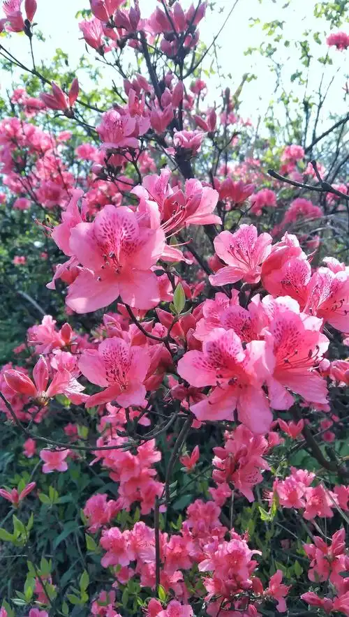 【杜鹃花映山红遍摄影图片】生态摄影_红山传人视觉_太平洋电脑网摄影