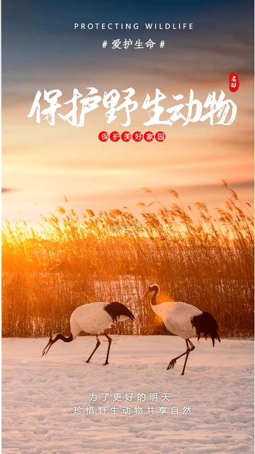 关注二维码正版简约拒绝伤害保护野生动物海报正版红色立体保护野生动