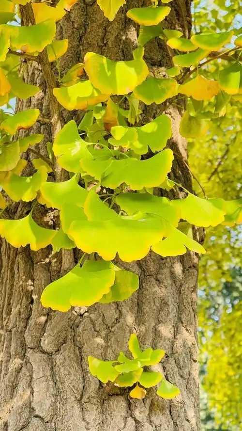 高清美图|北京城里的银杏林美成仙境