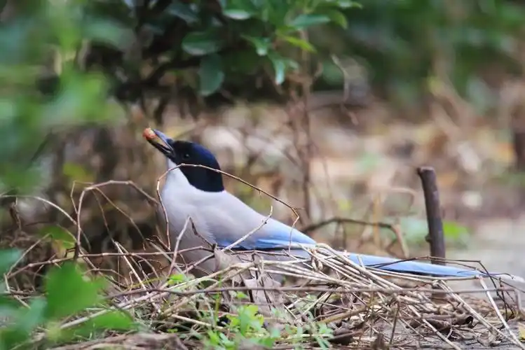 【【欢乐萌宠第一季】大胆的灰喜鹊】_宠物当家社区图片集锦_汽车论坛