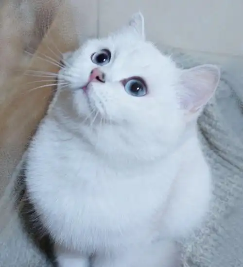 8个月大的银渐层萌妹相个亲