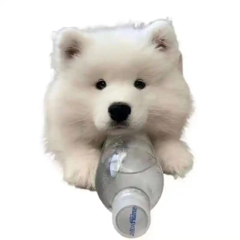 白色背景小狗图片.不开心我就汪汪汪#狗狗头像 #笨蛋小狗 # - 抖音