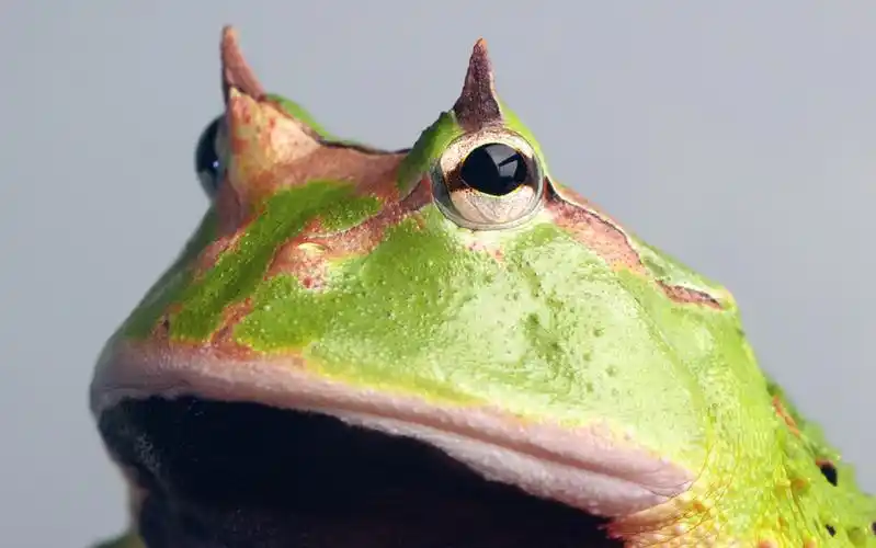 【霸王角蛙】摄影