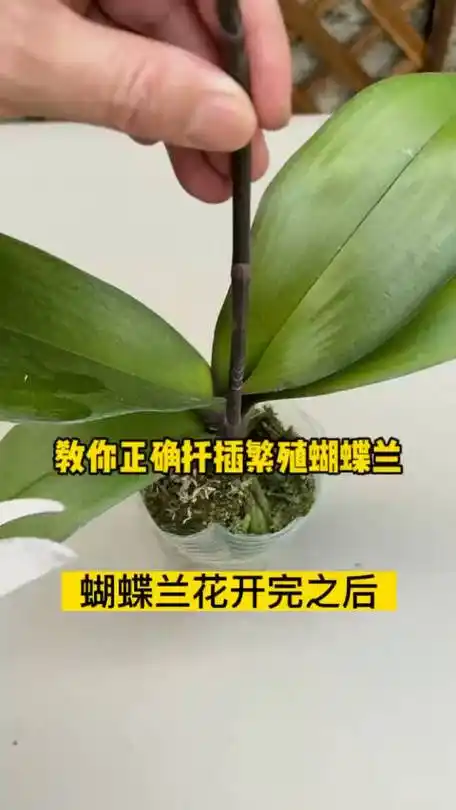 蝴蝶兰花梗的扦插繁殖方法##蝴蝶兰养护小技巧##养花小知识