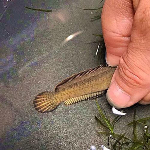 余三哥(yusange)观赏鱼活体巴卡雷龙鱼冷水鱼野生南醴耐养淡水鱼彩虹