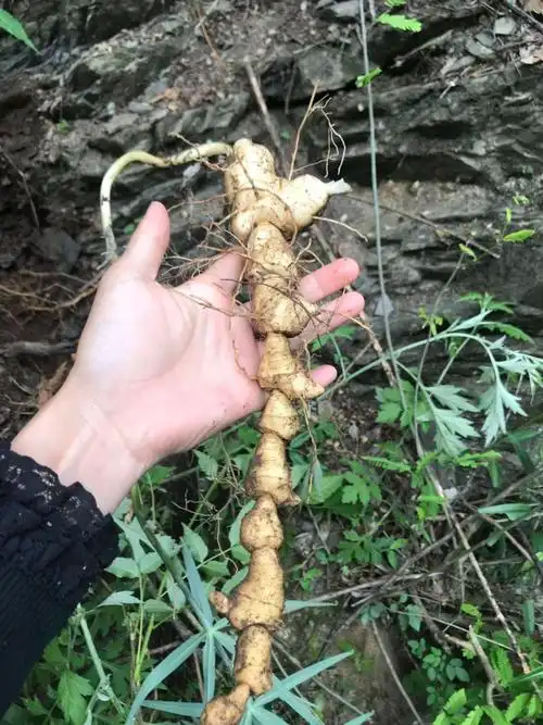 野生神农架纯野黄精鸡头中药材制黄滋补品泡酒250克黄精