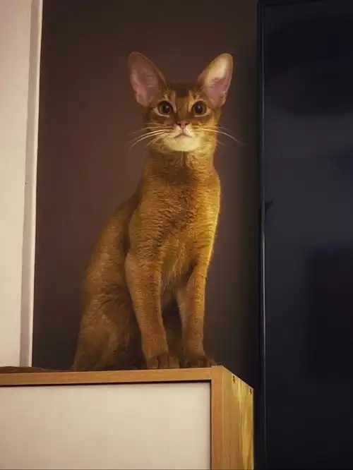 阿比西尼亚猫#宠物#猫咪日常#我的萌宠#动物保护法#埃及猫