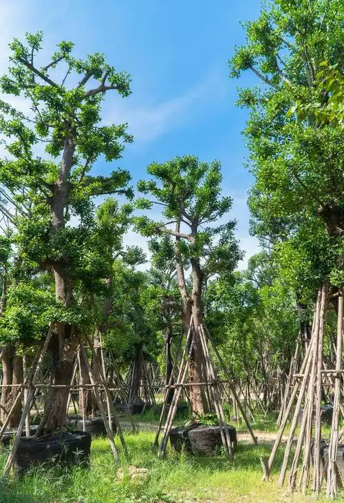 细叶榕的养殖方法和注意事项