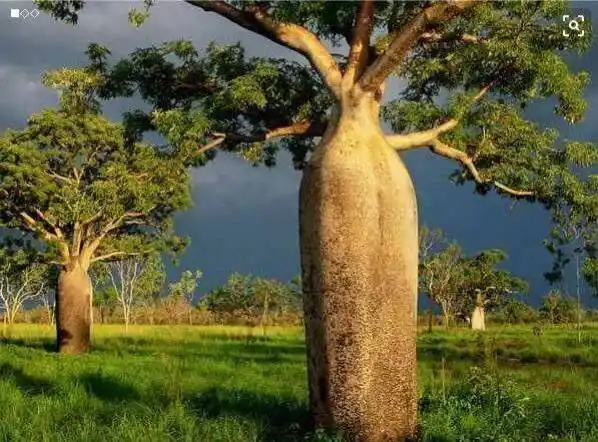 瓶树可不怕渴哦!