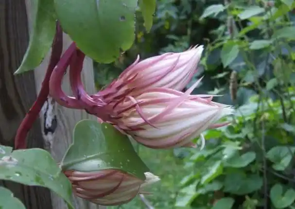 昙花 昙花(昙花花语) 植物