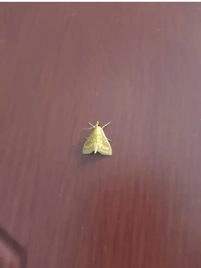 听老人说,飞蛾是逝去亲人的化身,爸,是你吗?我今天在做饭时看到了你