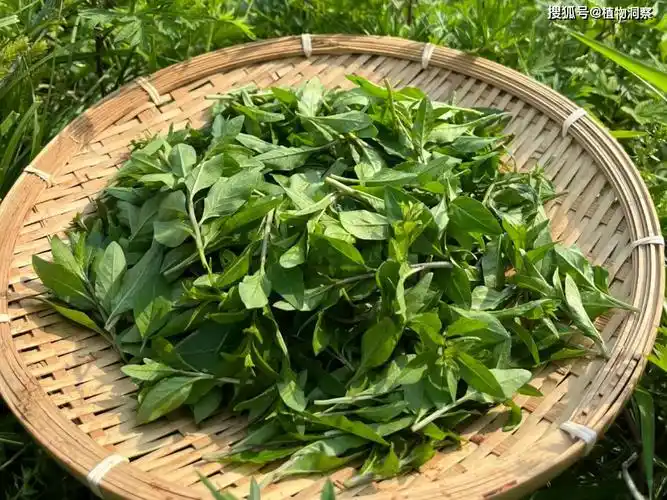 枸杞叶,又名地仙苗,天精草,有4大作用,价值极高,农民!