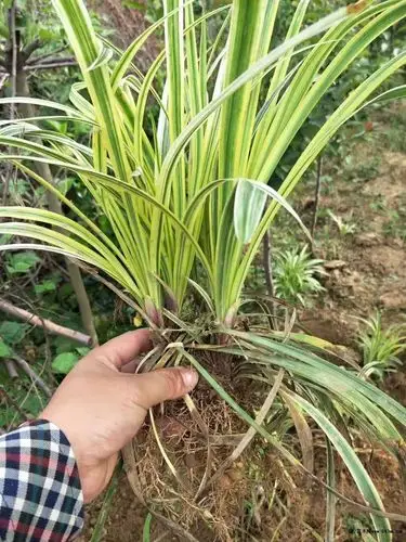 苗圃销售金边麦冬草花边麦冬草图片价格