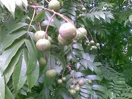 怪树有怪名 人面子果可食用也可入药
