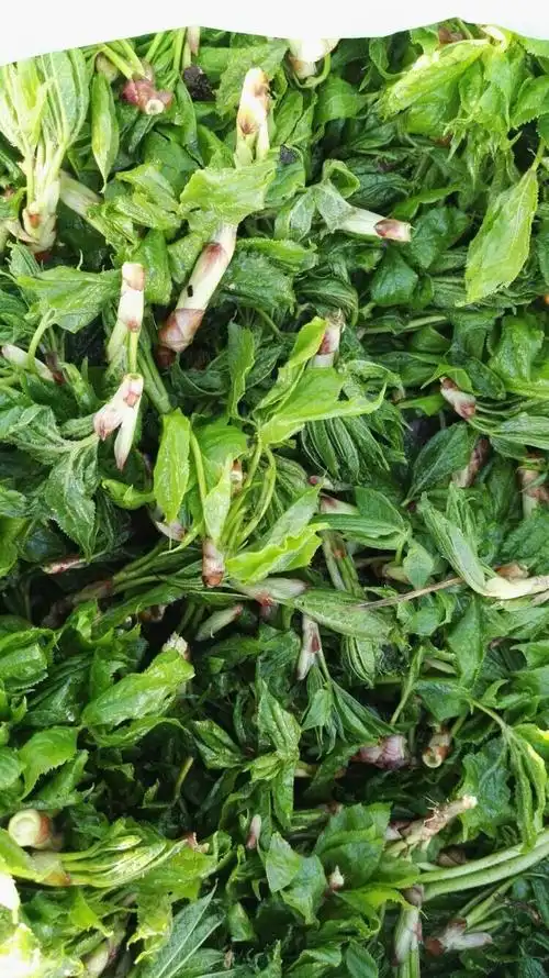 东北山野菜之—"刺五加叶"