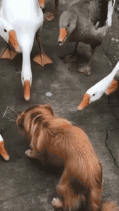 搞笑gif撒娇的哥们都能追到这样的妹子单身狗该加油了