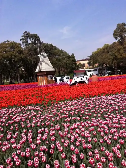 上海大宁公园郁金香花展一日游