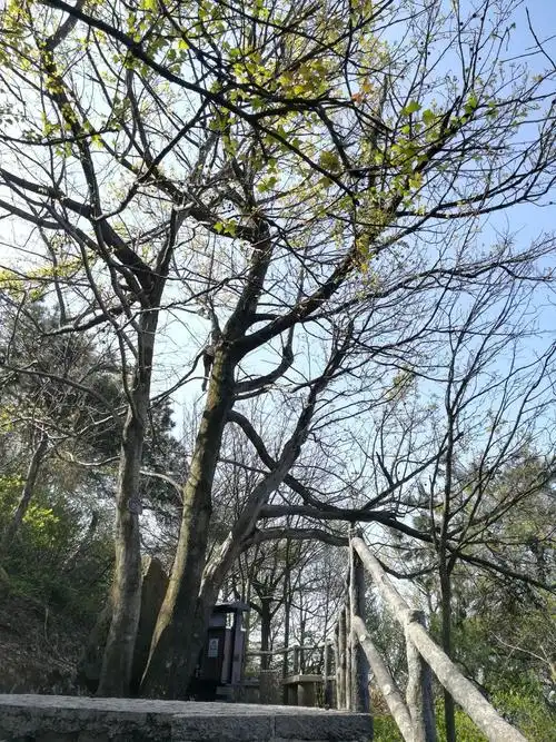 戊戌春游(八):从四明山地质公园到森林公园