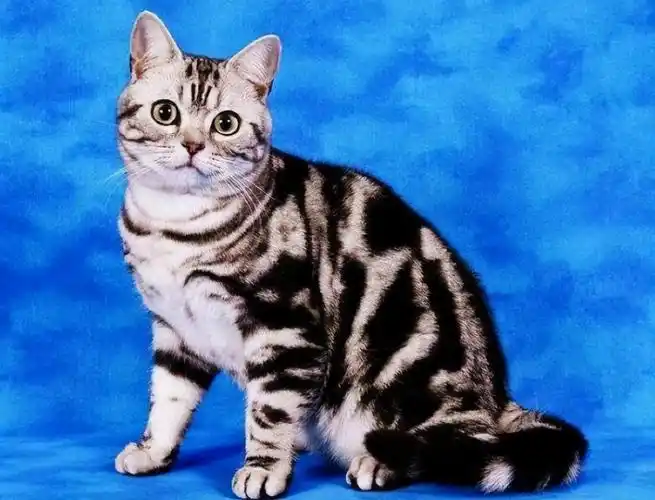 美国短毛猫"优点多多",你想不想养一只呢?