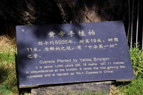 瞻仰黄帝陵顺拍的轩辕黄帝手植柏树