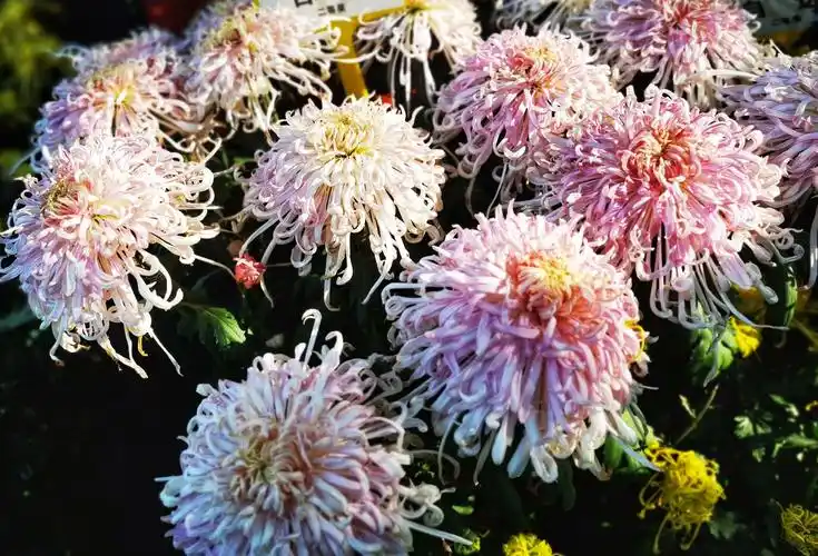 争奇斗妍的开封菊展