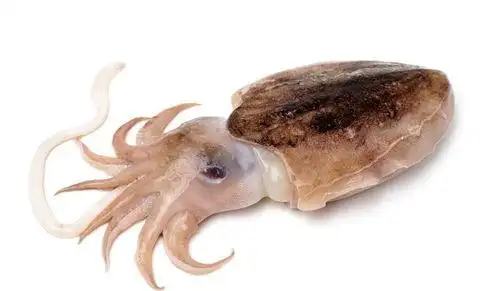 乌贼和章鱼的区别在哪,乌贼和章鱼的区别在哪?