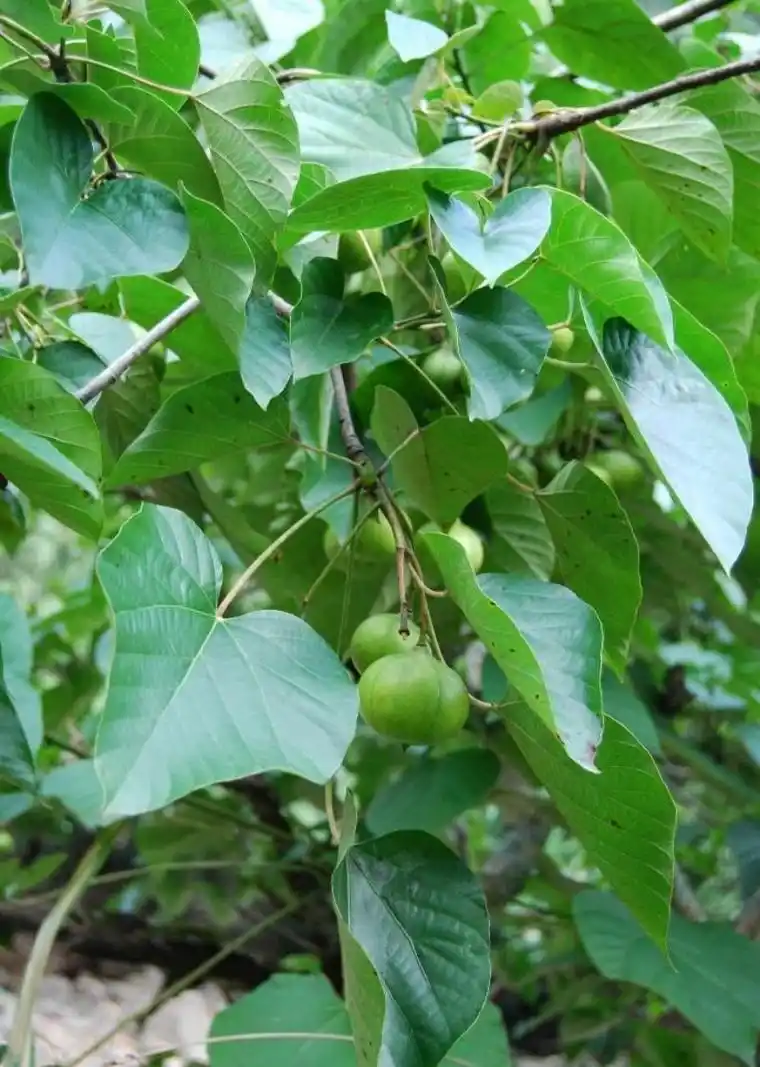油桐(植物)_技点百科_技点网(植物)
