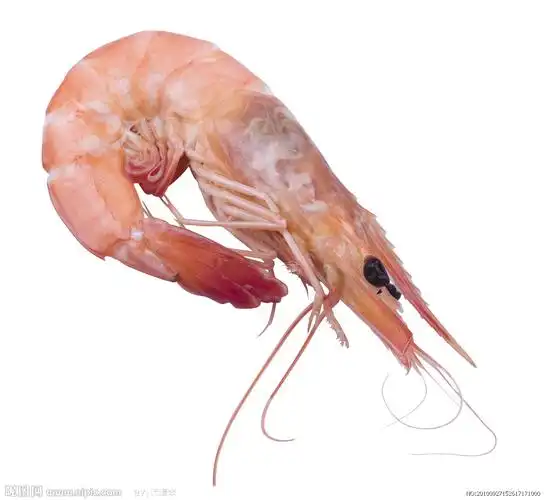 海虾图片