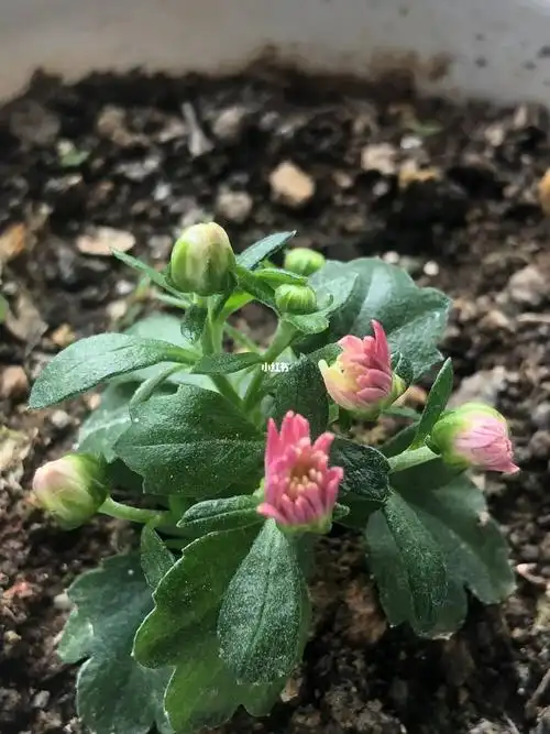 努力开花从小开花