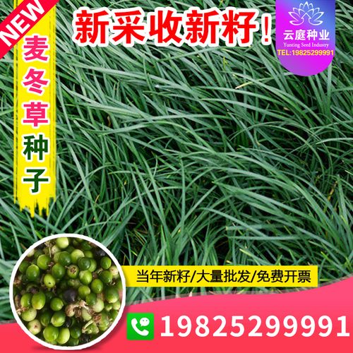 新鲜麦冬草种子多年生宽叶矮化金边麦冬草籽日本矮麦冬苗绿化种籽