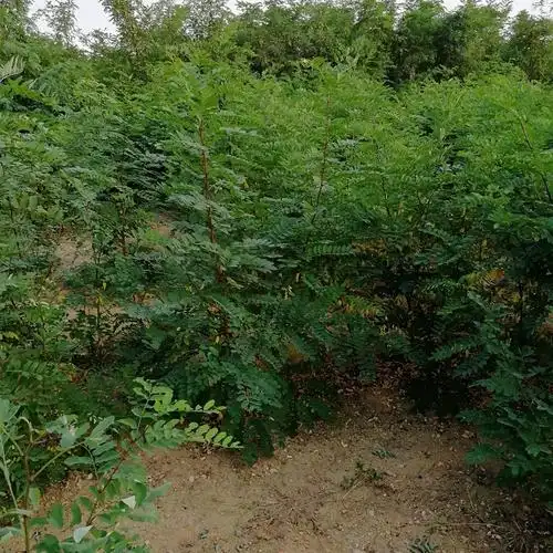 基地出售刺槐 香花槐 国槐规格齐全易成活洋槐树苗 洋槐花树苗